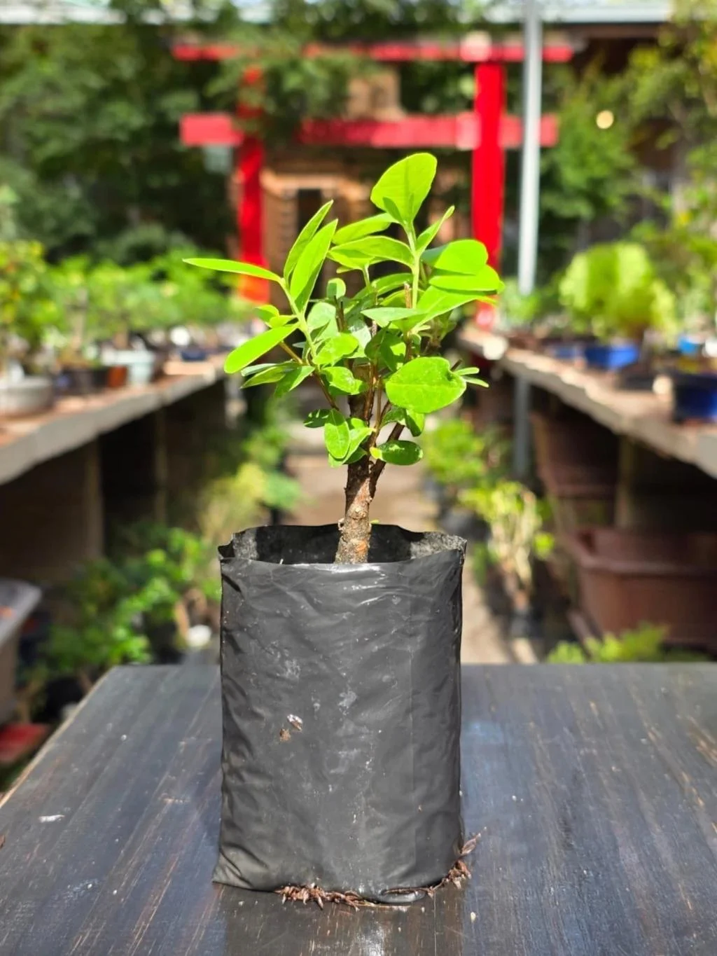 Beetroot Guava Plants thumbnail 2